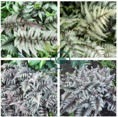 Fern - Greyish Green Color 400 Seeds