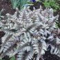 Fern - Greyish Green Color 400 Seeds