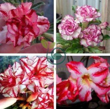 Imported 'Color Bell' Adenium Desert rose 4 Seeds
