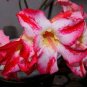 Imported 'Color Bell' Adenium Desert rose 4 Seeds
