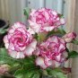 Imported 'Color Bell' Adenium Desert rose 4 Seeds