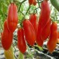 American F1 Pink Long 'Banana' Tomato 300 Seeds