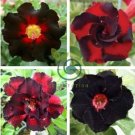Imported 'Widtge' Black Hot Fire Adenium Dedert Rose 100 Seeds
