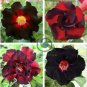 Imported 'Widtge' Black Hot Fire Adenium Dedert Rose 100 Seeds