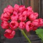 Geranium Flower  - Mixed Bi-Colors 8 Types 400 Seeds