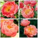 Paeonia Lactiflora  - Orange Red Double Peony Flowers  20 Seeds
