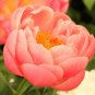 Paeonia Lactiflora  - Orange Red Double Peony Flowers  20 Seeds