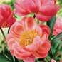 Paeonia Lactiflora  - Orange Red Double Peony Flowers  20 Seeds