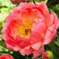 Paeonia Lactiflora - Orange Red Double Peony Flowers 20 Seeds