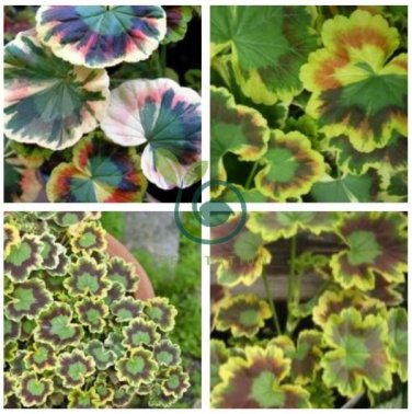 Rare Geranium - Colroful Leaves 200 Seeds