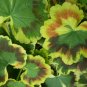 Rare Geranium - Colroful Leaves 200 Seeds