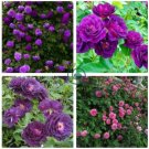 Climbing Geranium Pelargonium   - Mixed 8 Colors 400 Seeds