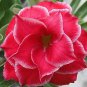 Adenium Obesum Desert Roses Fresh Red Big Double Flowers 200 Seeds