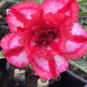 Adenium Obesum Desert Roses Fresh Red Big Double Flowers 200 Seeds
