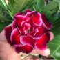 Adenium Obesum Desert Roses Fresh Red Big Double Flowers 200 Seeds