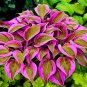 Hosta Perennials - Flesh Pink Flowers 400 Seeds