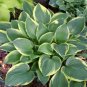 Hosta Perennials - Flesh Pink Flowers 400 Seeds