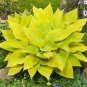 Hosta Perennials - Flesh Pink Flowers 400 Seeds