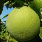 Citrus Maxima Pamplemousse Jabong Shaddock - Red Inside 100 Seeds