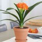 Mixed 8 Types of Clivia Indoor Ornamental Clivia Flowers Potted Plants 200 Seeds