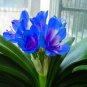 Mixed 8 Types of Clivia Indoor Ornamental Clivia Flowers Potted Plants 200 Seeds