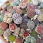 Bonsai Lithops Plants Mix Varieties Succulent Plant Living Stone 200 Seeds