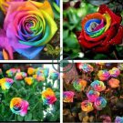 Crazy Rainbow Rose 100 Seeds