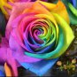 Crazy Rainbow Rose 100 Seeds
