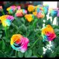Crazy Rainbow Rose 100 Seeds