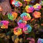 Crazy Rainbow Rose 100 Seeds