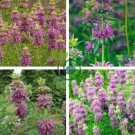 Heirloom Lemon Mint 40 Seeds