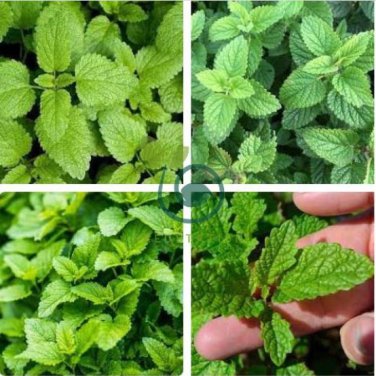 Heirloom Lemon Balm 40 Seeds