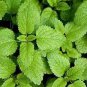 Heirloom Lemon Balm 40 Seeds
