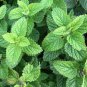 Heirloom Lemon Balm 40 Seeds