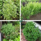 Heirloom 'Bush Fine Leaved' Basil 40 Seeds