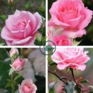 Rose Lovely Pale Pink Rose Flower 100 Seeds
