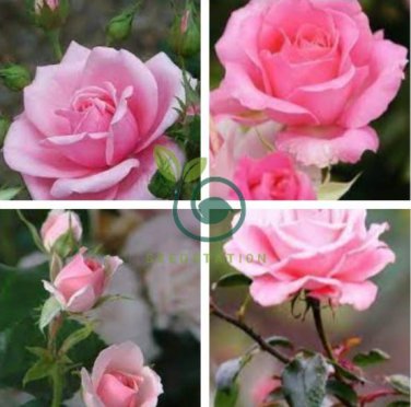 Rose Lovely Pale Pink Rose Flower 100 Seeds