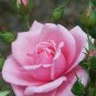 Rose Lovely Pale Pink Rose Flower 100 Seeds