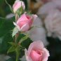 Rose Lovely Pale Pink Rose Flower 100 Seeds
