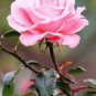 Rose Lovely Pale Pink Rose Flower 100 Seeds