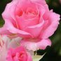 Rose Lovely Pale Pink Rose Flower 100 Seeds