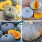 Crown Squash 20 Seeds