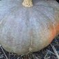 Crown Squash 20 Seeds