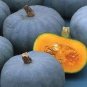 Crown Squash 20 Seeds