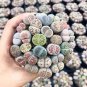 Lithops Mixed 36 Types Imported 200 Seeds