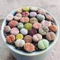 Lithops Mixed 36 Types Imported 200 Seeds