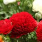 Ranunculus asiaticus Dark Red Blooms Flower 40 Seeds