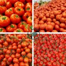 Light Orange Big Juicy Tomato 200 Seeds