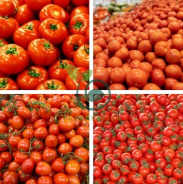 Light Orange Big Juicy Tomato 200 Seeds