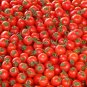 Light Orange Big Juicy Tomato 200 Seeds